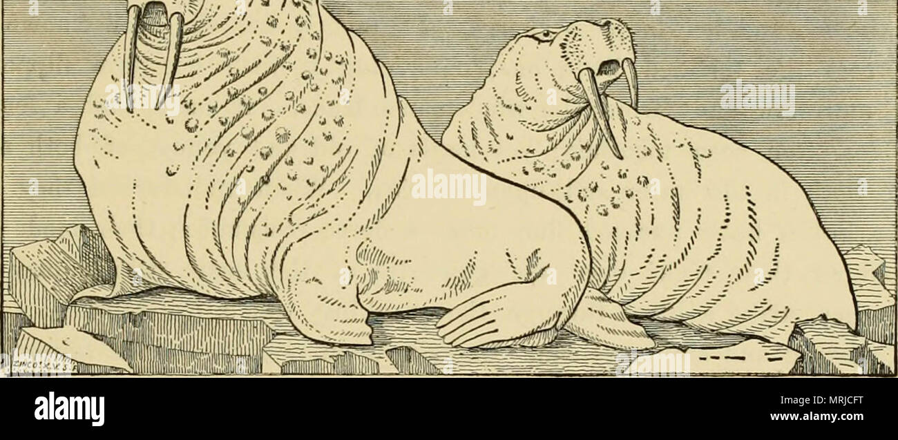 "The marine mammals of the north-western coast of North America ...