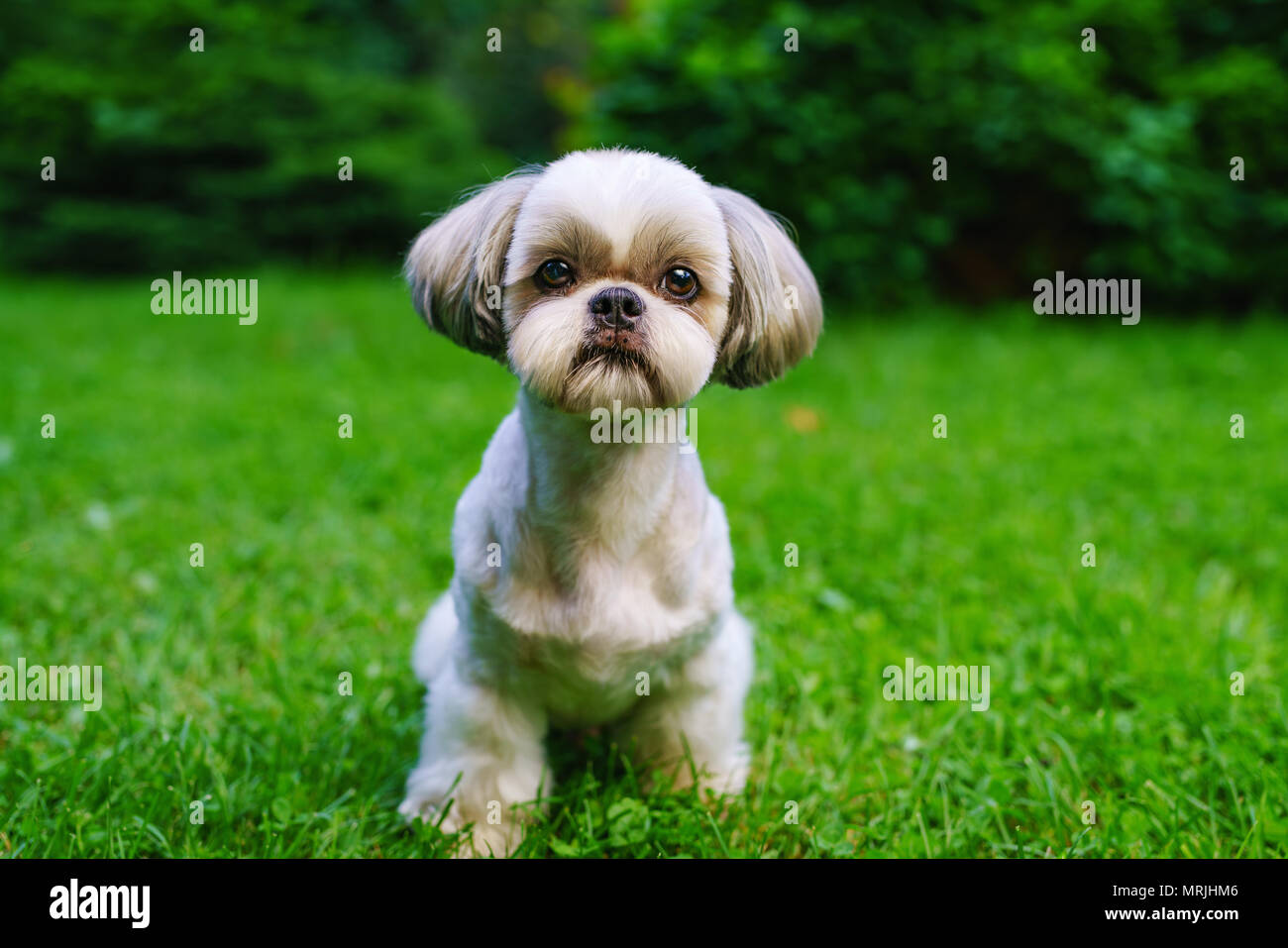 Shih tzu dog with short haircut portrait on green lawn background Stock  Photo - Alamy