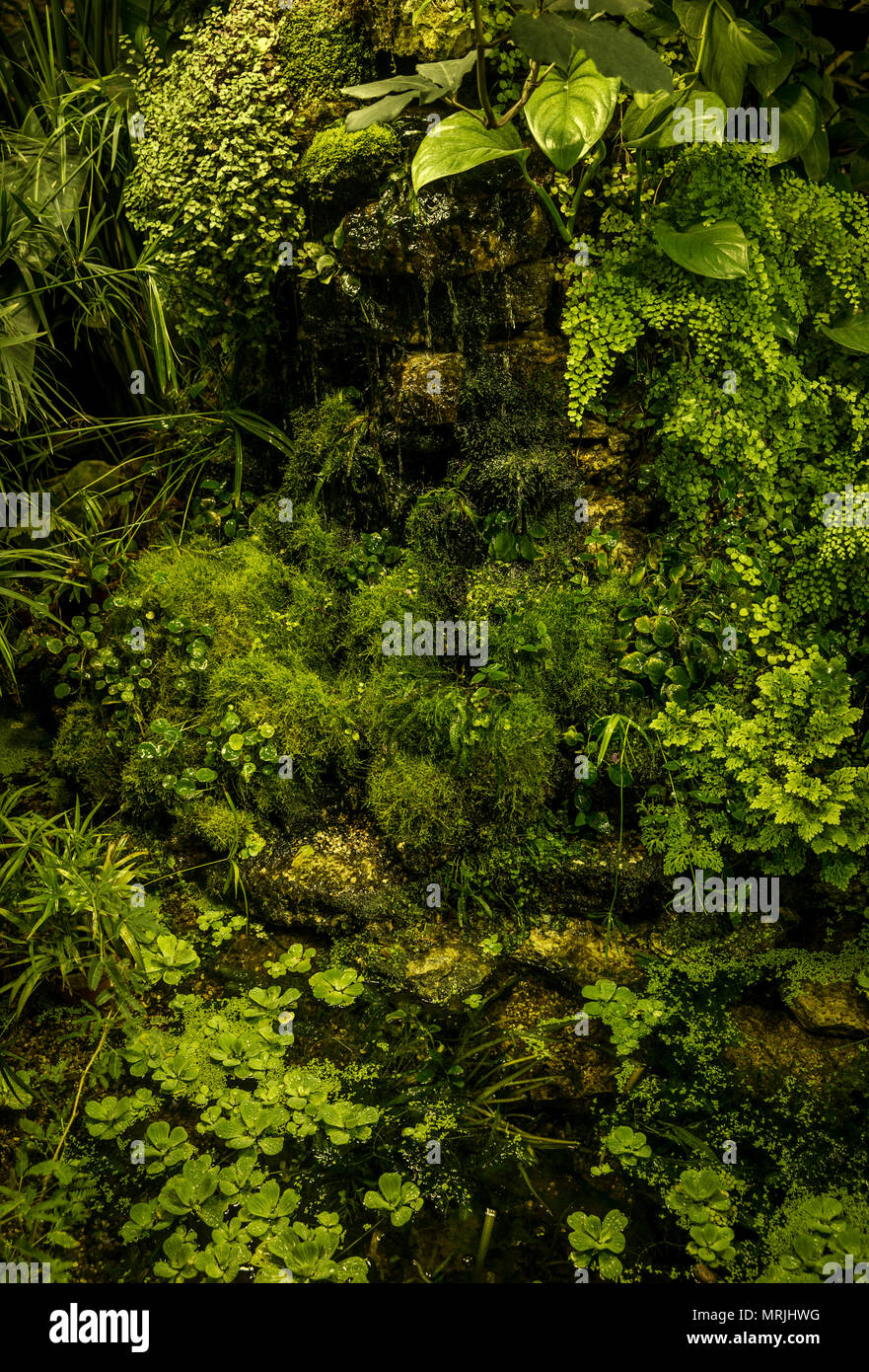 Lush green in tropical rainforest Stock Photo - Alamy