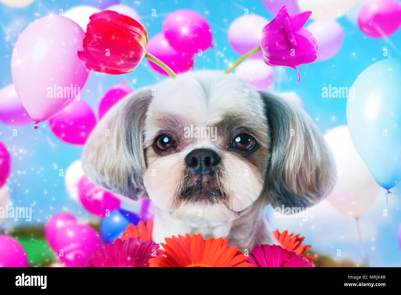 Domestic animal funny birthday hi-res stock photography and images - Alamy