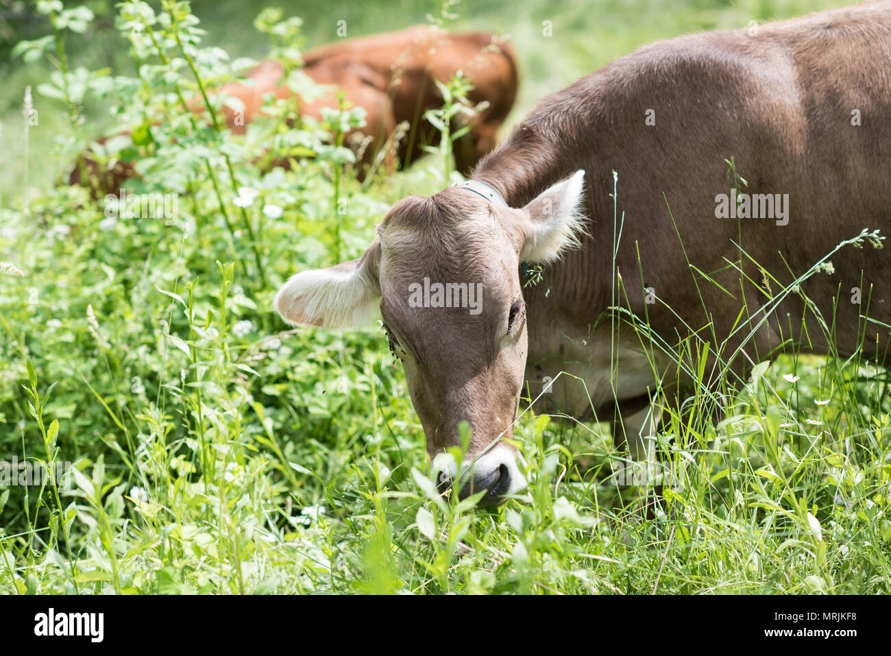 cow on the meadow Stock Photo - Alamy
