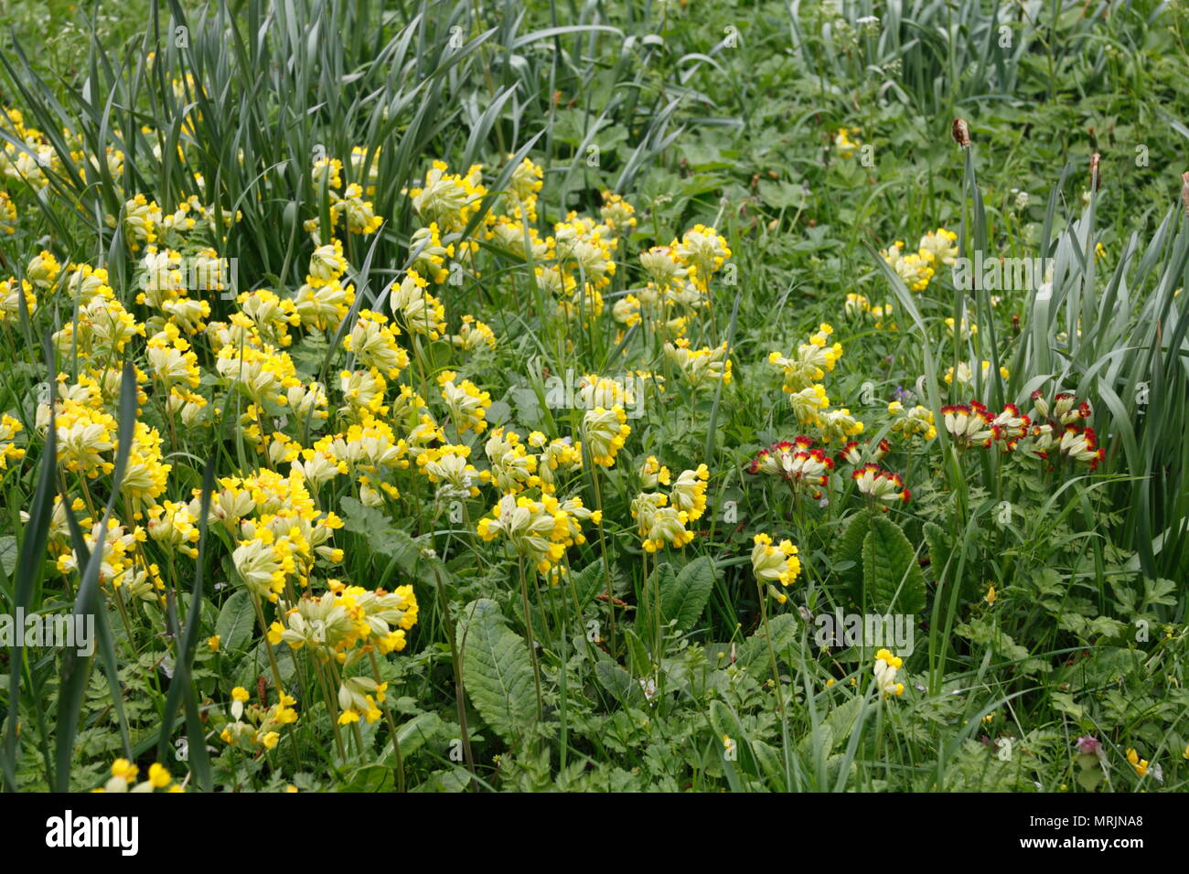 Plant Of Roadside Verges High Resolution Stock Photography and Images ...