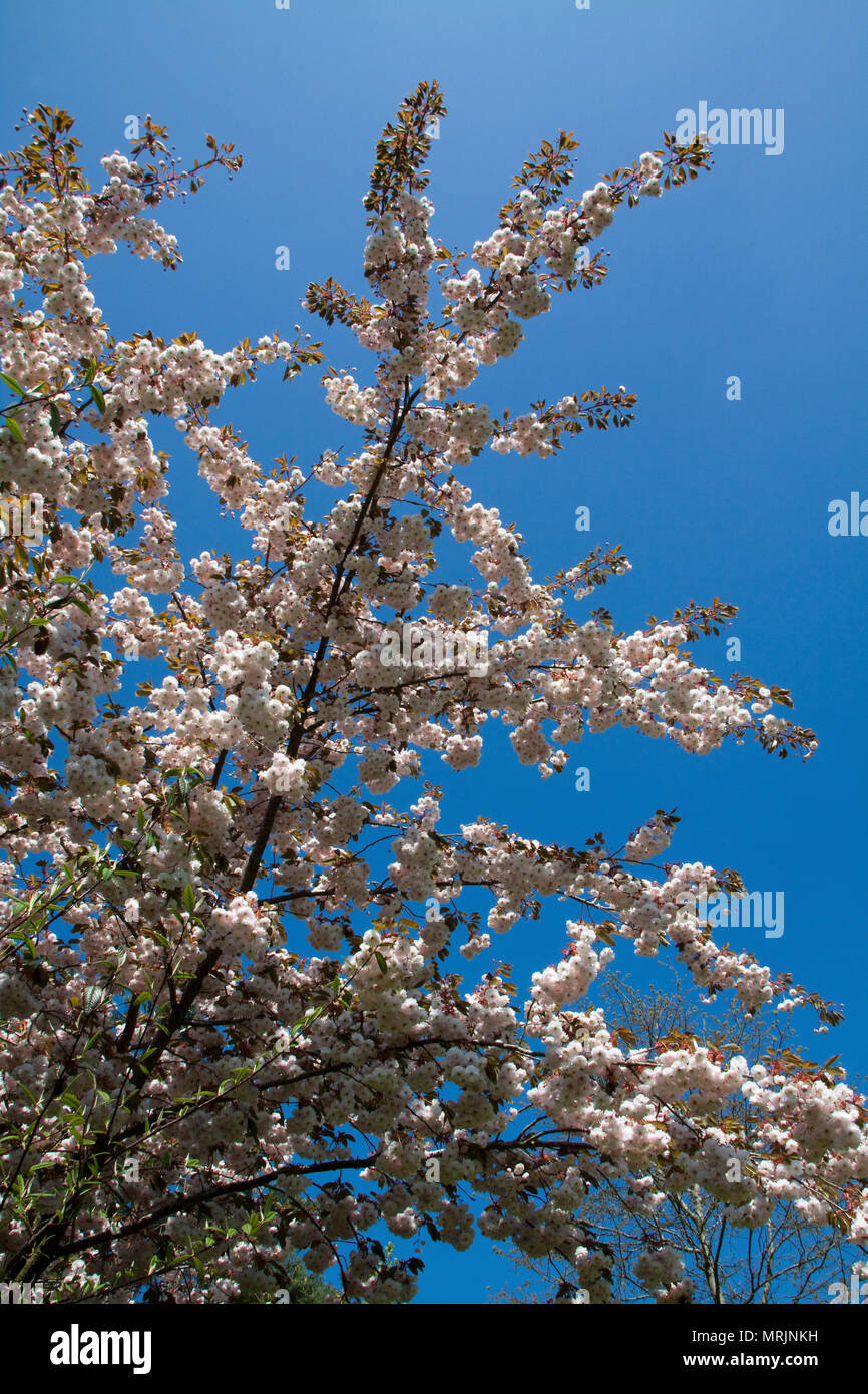 Blossom on Apple Tree Stock Photo Alamy