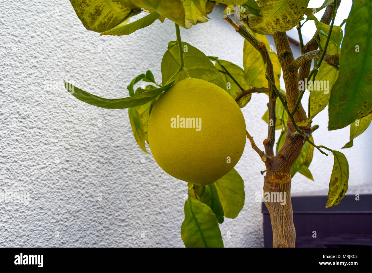 Grapefruit on a tree, yellow grapefruit Stock Photo Alamy