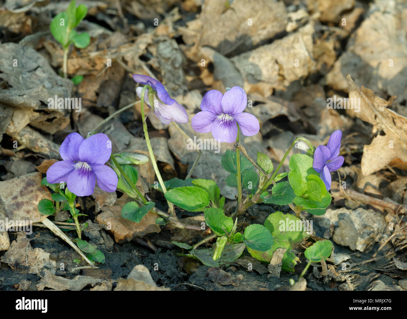 Common Dog-violet - Viola riviniana  Whole plant in woodland leaf litter Stock Photo