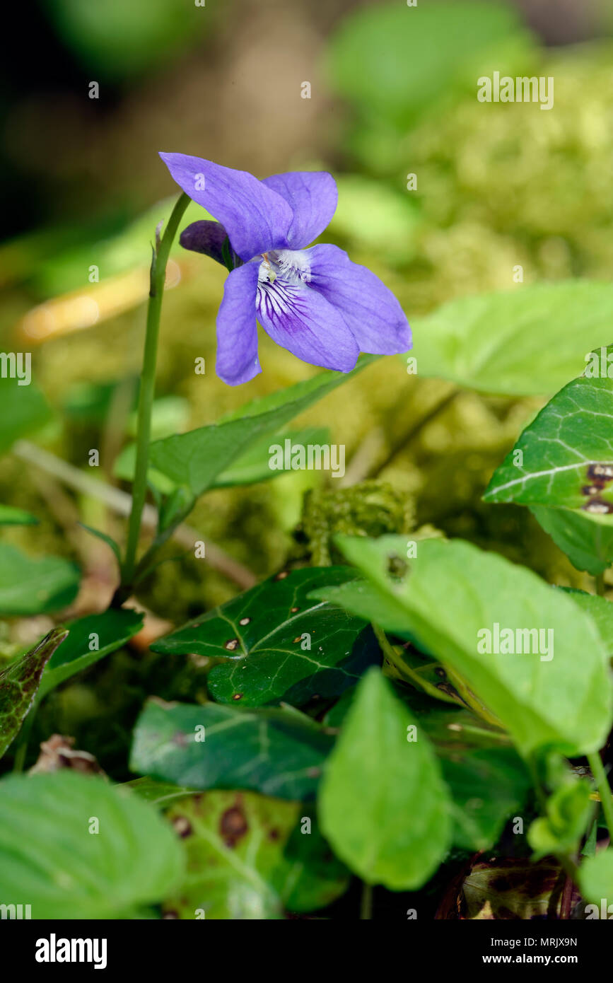 Early or Wood Dog-violet - Viola reichenbachiana Stock Photo
