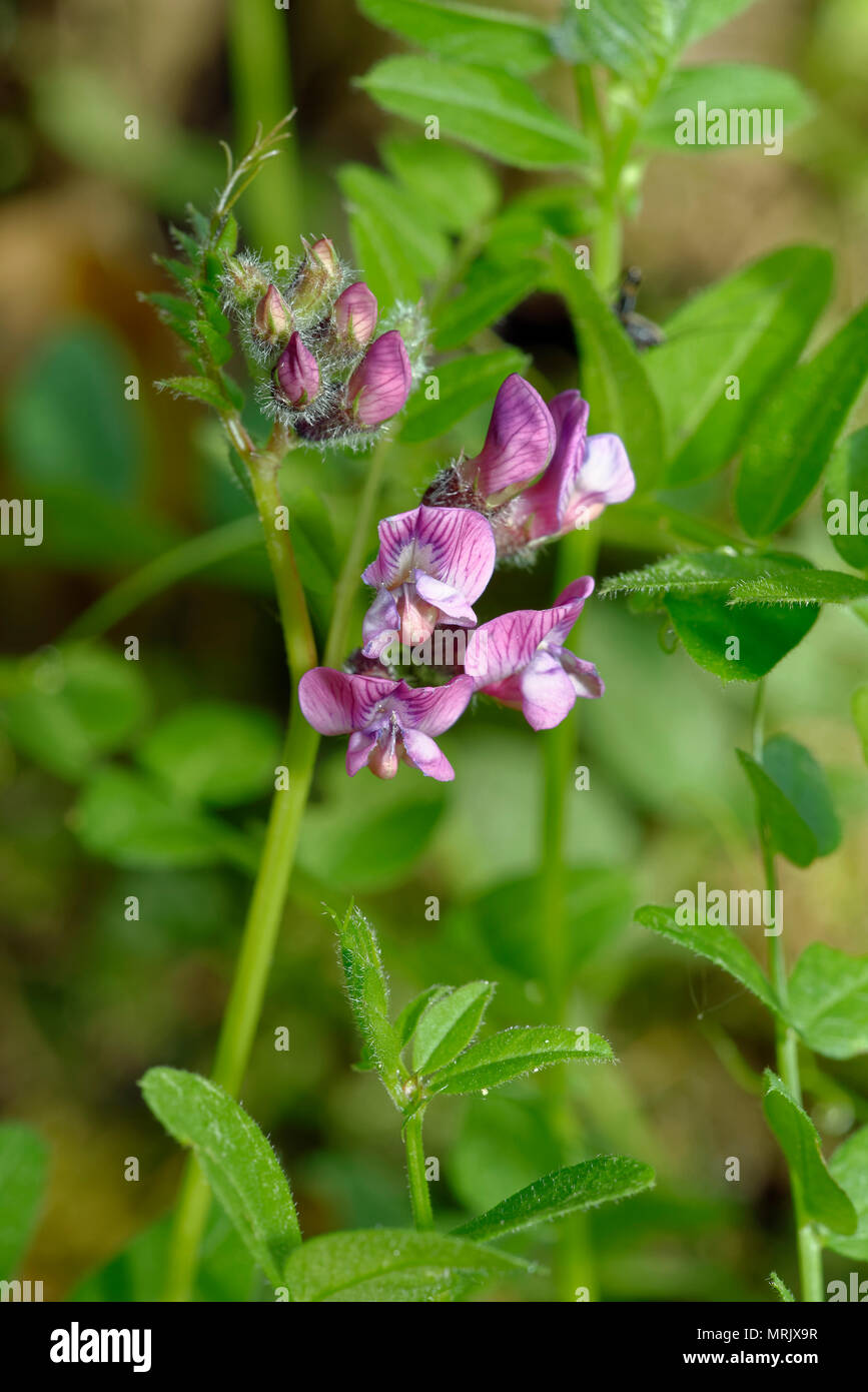 Bush Vetch - Vicia sepium A Woodland Vetch Stock Photo - Alamy