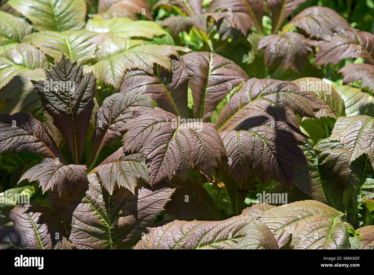 Close Up Sycamore Leaves High Resolution Stock Photography and Images ...