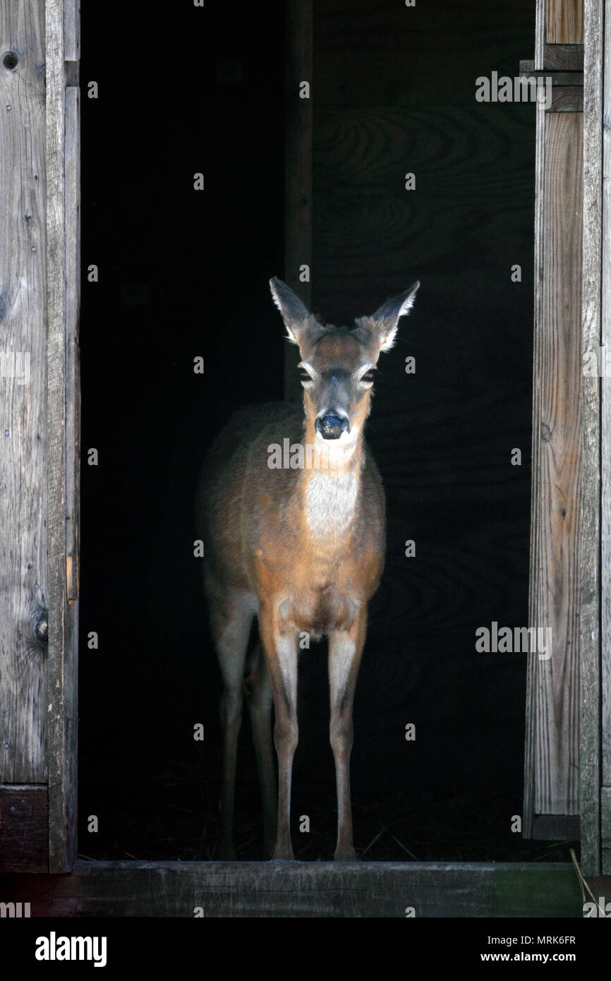 A Whitetail Deer standing in a doorway Stock Photo