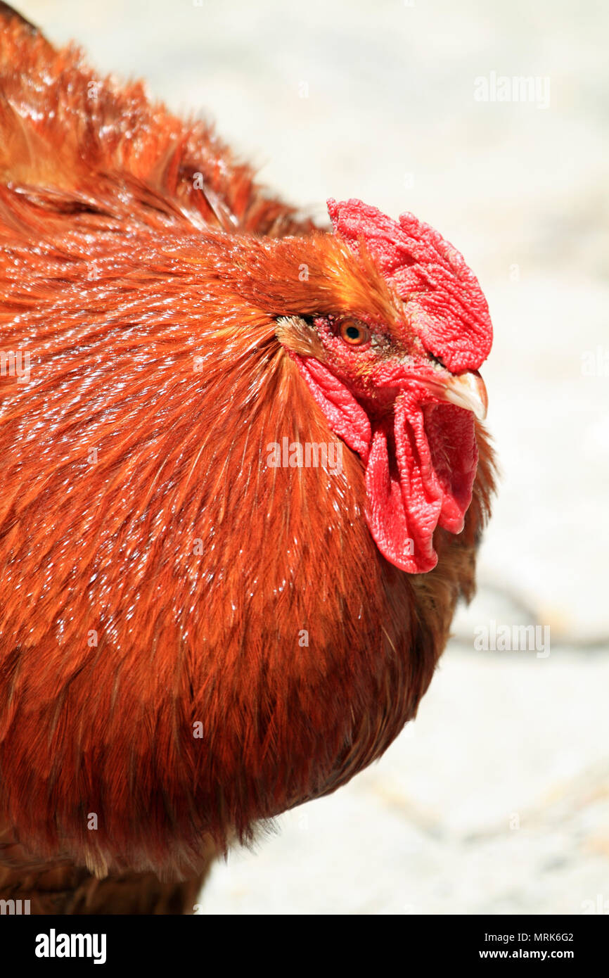 Red Rooster, Popcorn Park and Zoo, Forked River, NJ Stock Photo Alamy