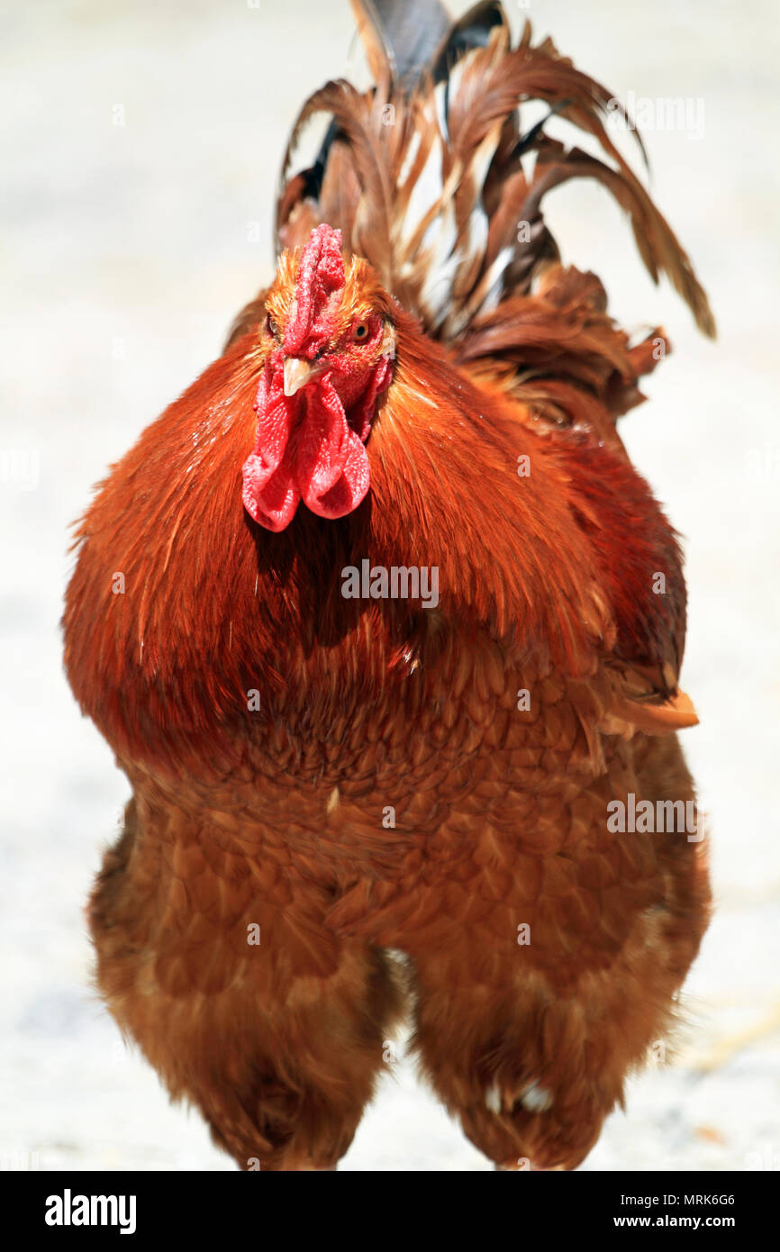 Red Rooster, Popcorn Park and Zoo, Forked River, NJ Stock Photo Alamy