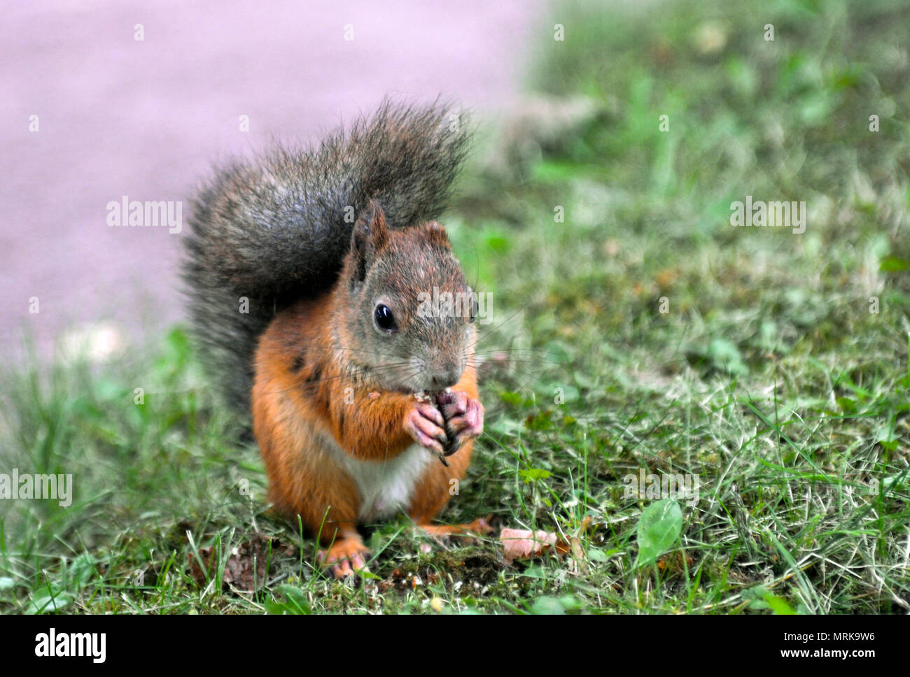 A red tree squirrel eating Stock Photo