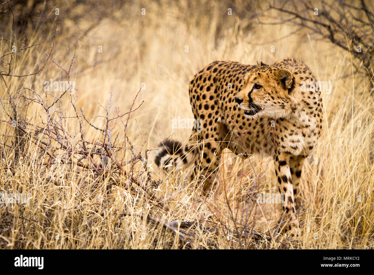Cheetah standing in grass looking away from camera Stock Photo