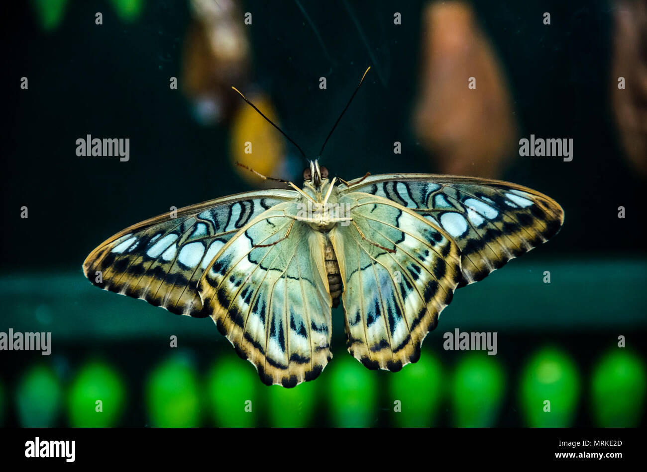LONDON, UK - APRIL 4, 2018: A colorful butterfly with its wings spread in dark background at the exhibition features at Natural History Museum. Stock Photo