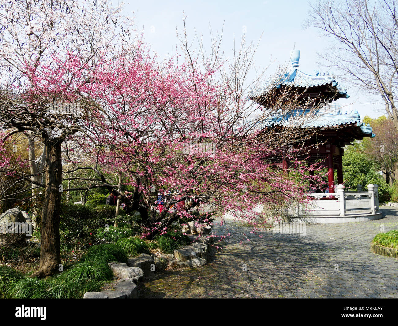 Cherry blossoms in Chinese park Stock Photo