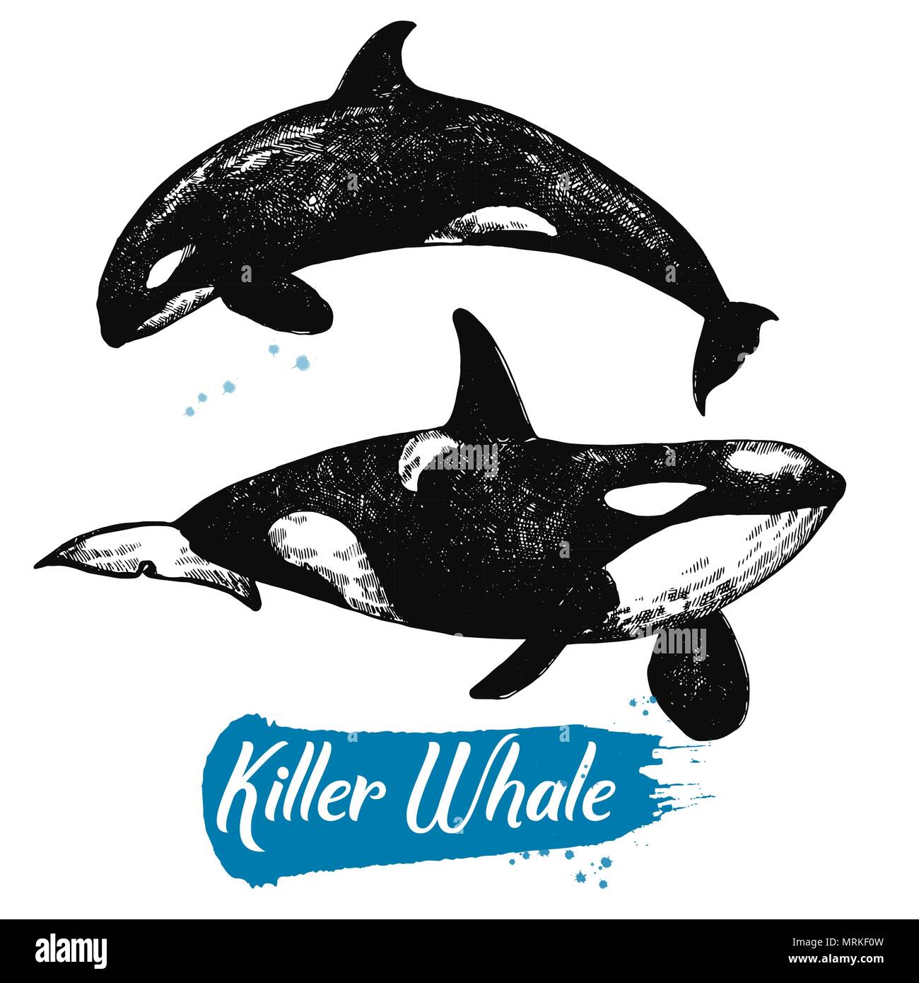Hand drawn sketch style killer whales isolated on white background ...