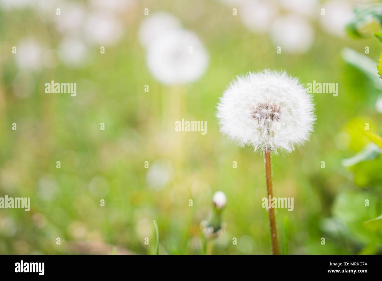White seeds of dandelion weeds Stock Photo