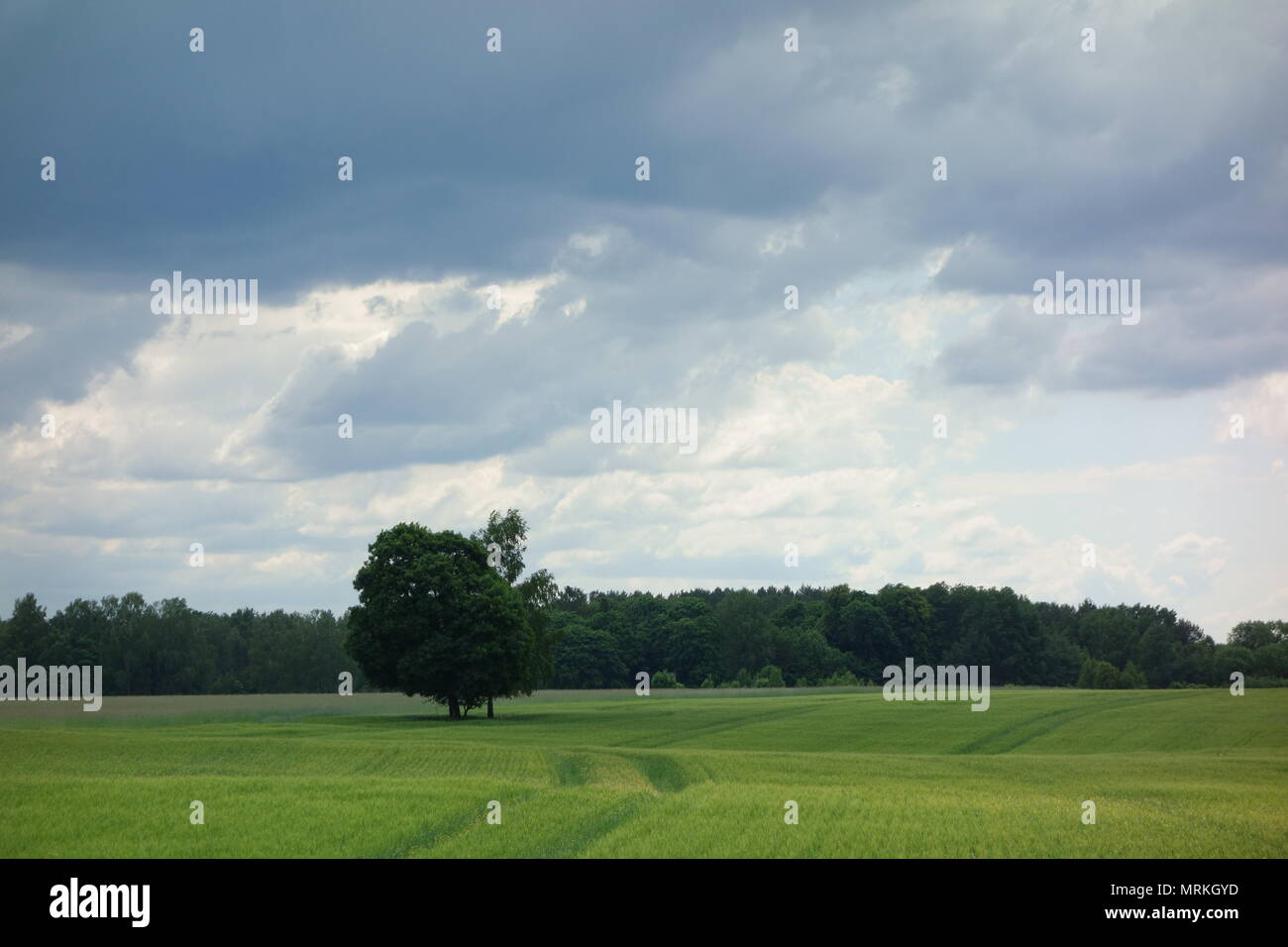 Field landscape with trees against a stormy sky Stock Photo