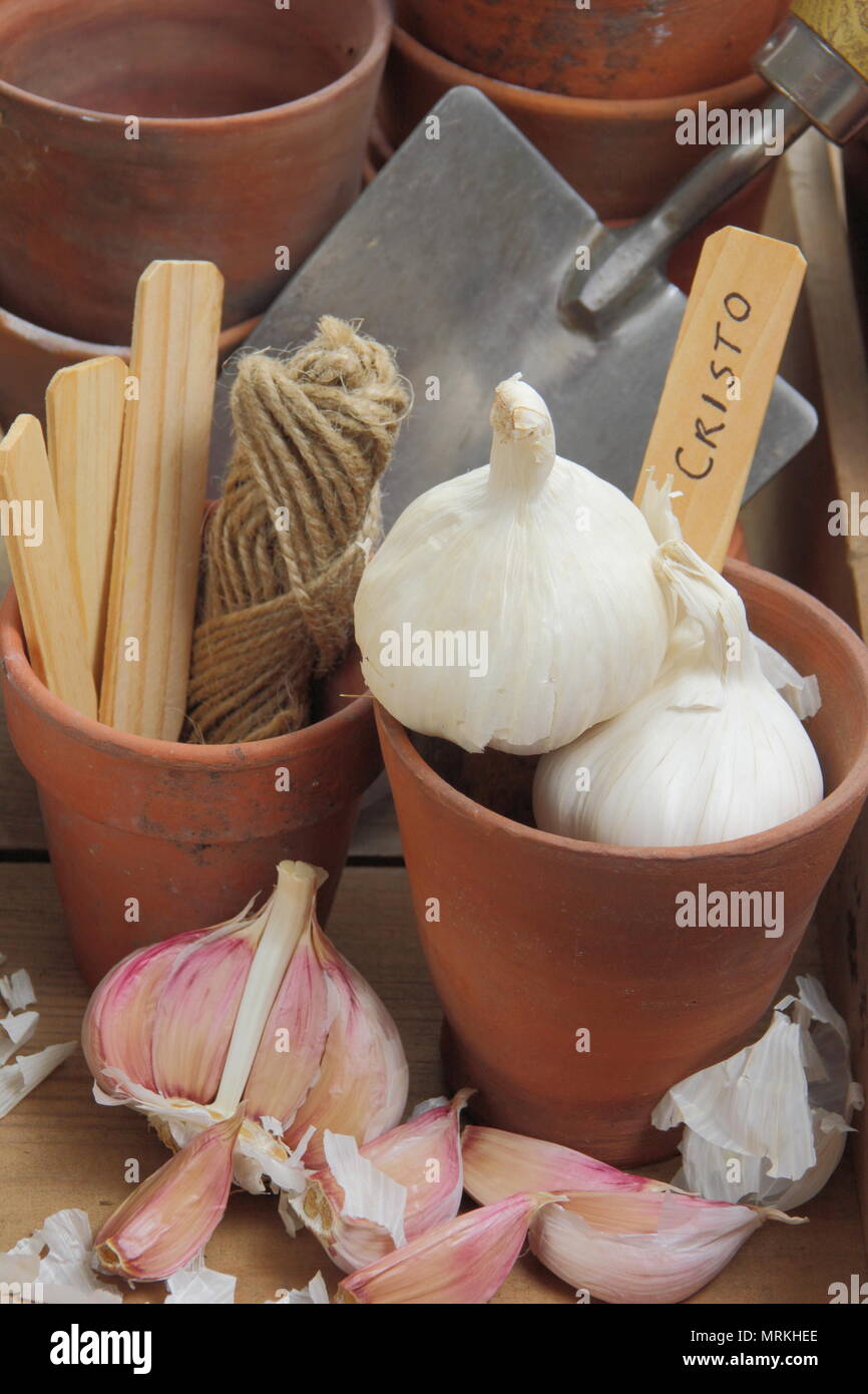 Allium sativum 'Cristo'. Garlic 'Cristo' bulbs and cloves ready for planting out, UK Stock Photo