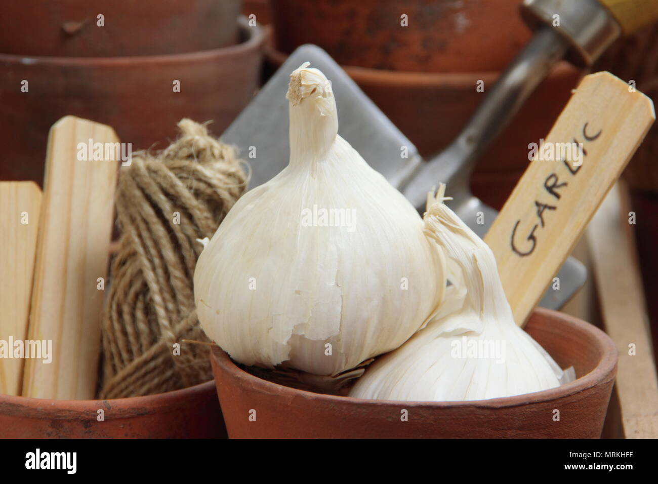 Allium sativum. Garlic bulbs and ready for planting out, UK Stock Photo