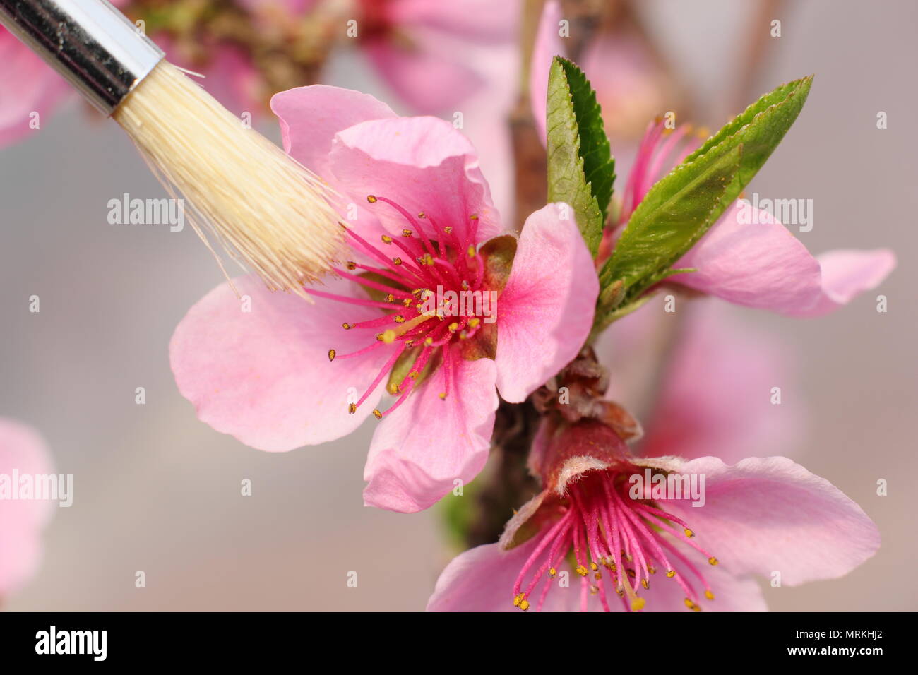 Prunus Persica - Peach 'Peregrine'. Hand pollination of Peach 'Peregrine' blossom to transfer pollen using a soft paint brush, spring, UK Stock Photo