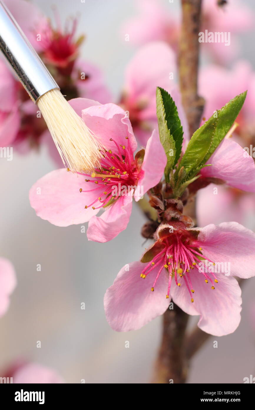 Pollination by hand hi-res stock photography and images - Alamy