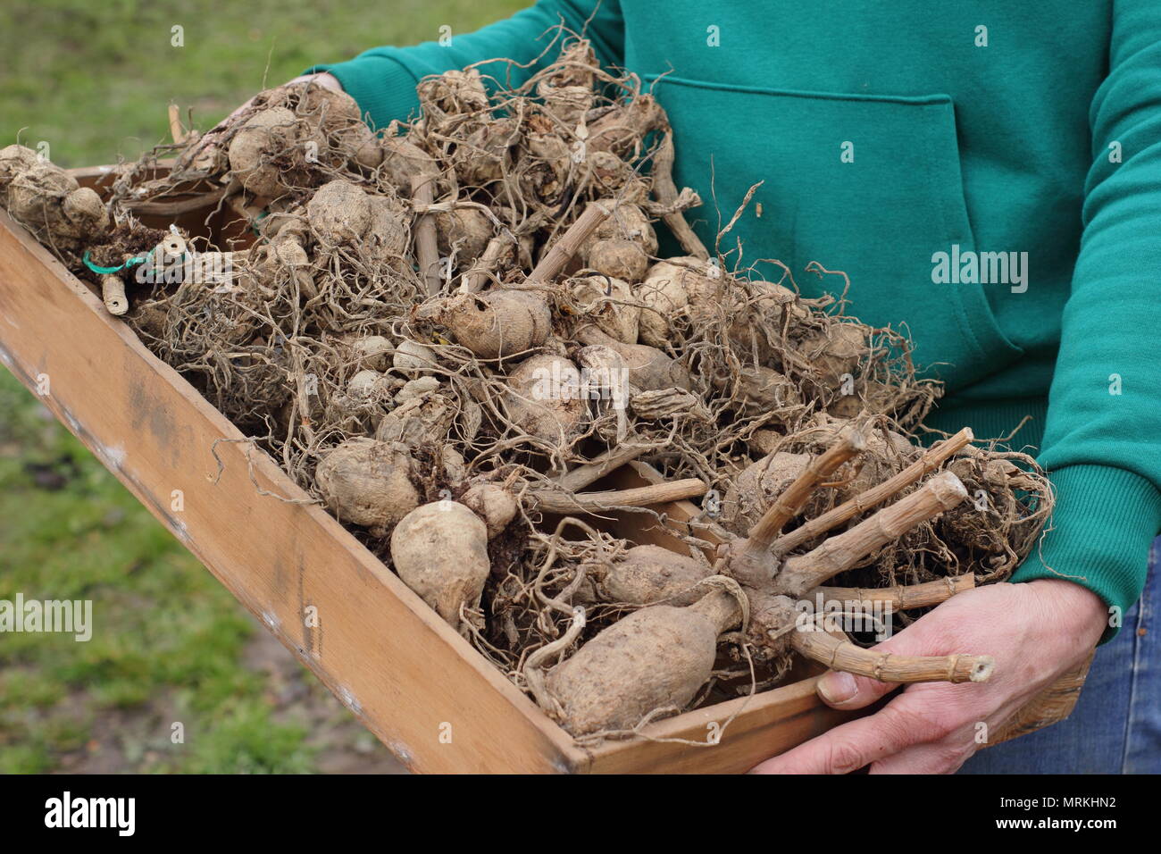 Wooden tray containing over wintered dahlia tubers ready for potting up, spring, UK Stock Photo