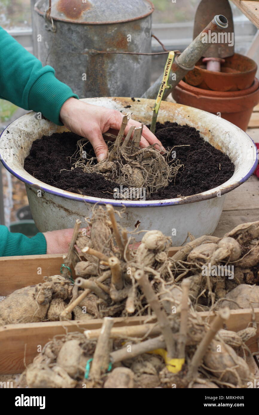 Potting up dahlia tubers in containers in a greenhouse to kick start growth after overwintering - spring, UK Stock Photo