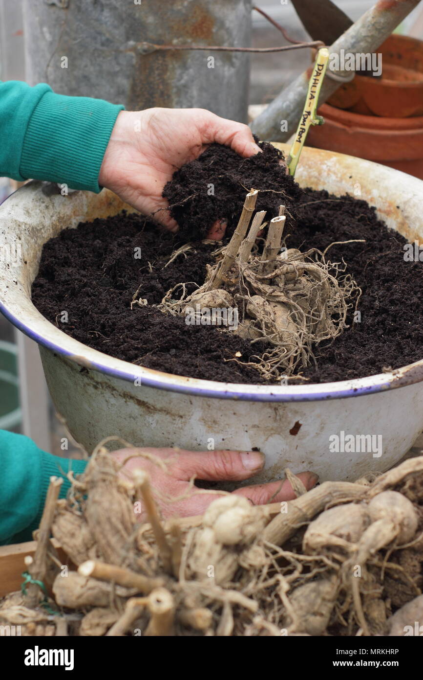 Potting up dahlia tubers in containers in a greenhouse to kick start