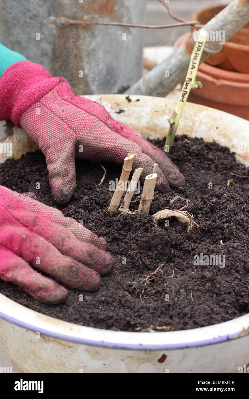 Potting up dahlia tubers in containers in a greenhouse to kick start growth  after overwintering - spring, UK Stock Photo - Alamy
