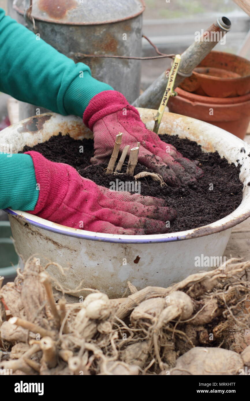 Potting up dahlia tubers in containers in a greenhouse to kick start