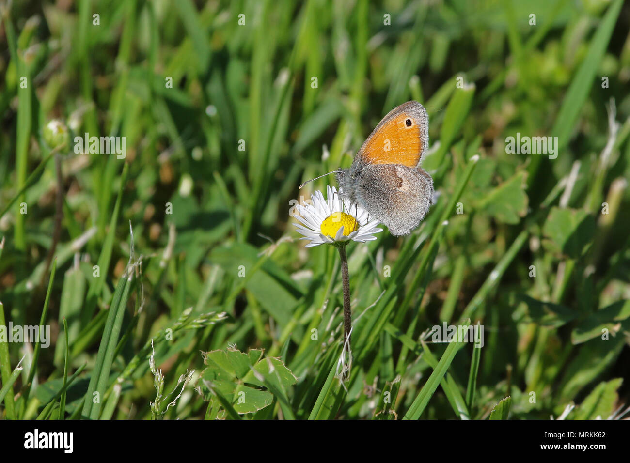 tiny small heath butterfly close up Latin coenonympha pamphilus feeding on a daisy in a field of daisies Latin bellis perennis compositae in Italy Stock Photo