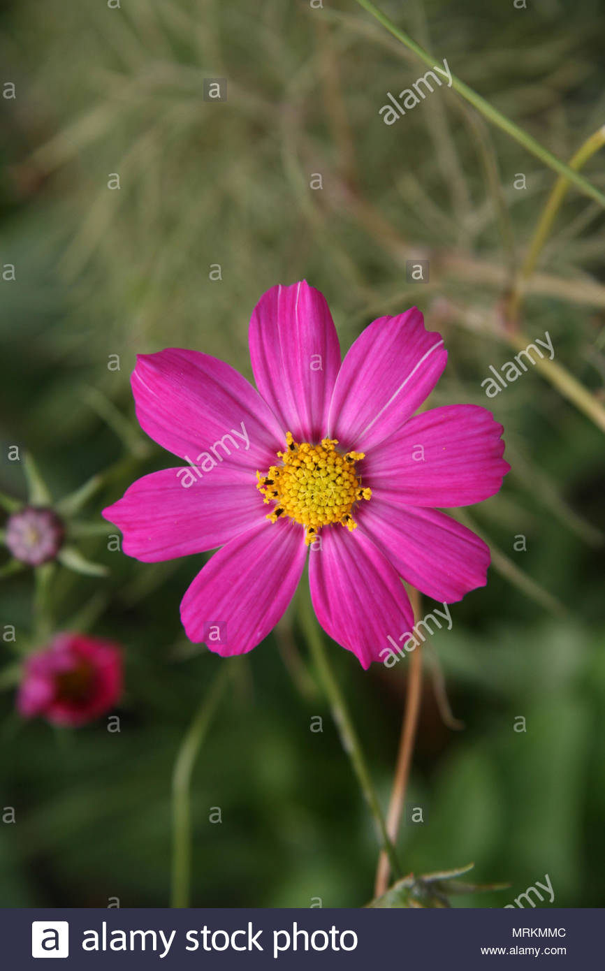 Pink Cosmos Flowers Growing In Ontario Canada Stock Photo
