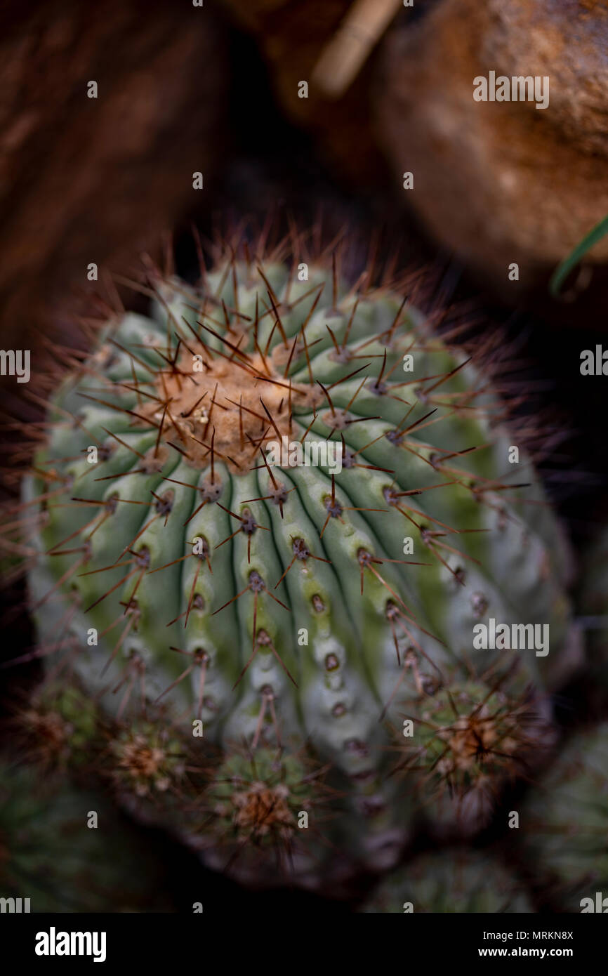Closeup detail of cactus Copiapoa cinerea Stock Photo