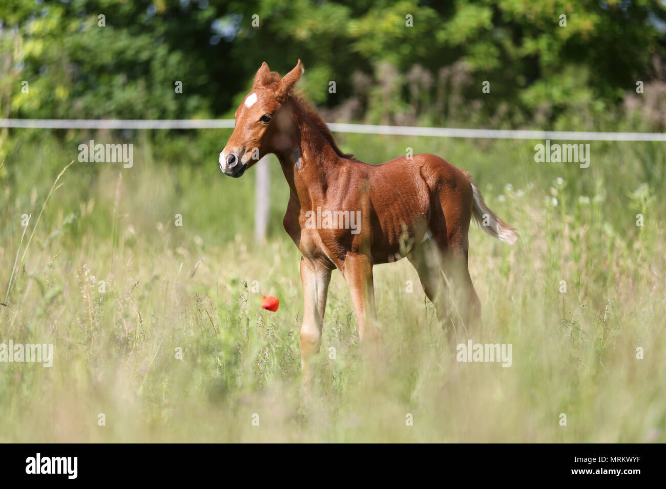 Beautiful little filly standing on the summer pasture Stock Photo - Alamy