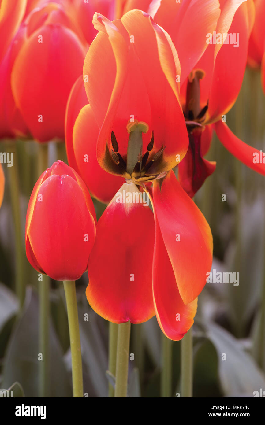 Tulipa Istanbul High Resolution Stock Photography and Images - Alamy