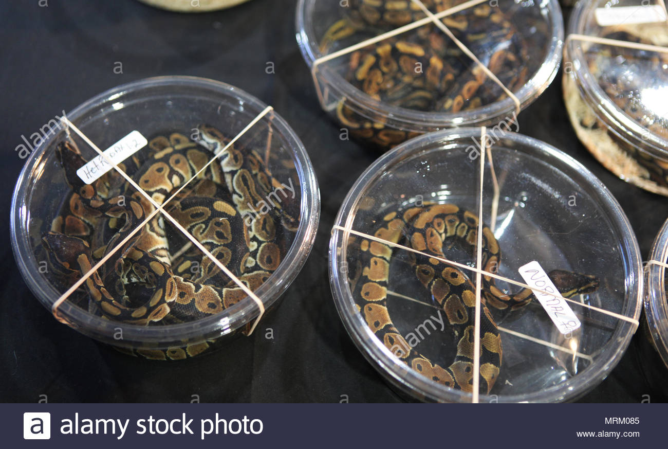 exotic pythons for sale