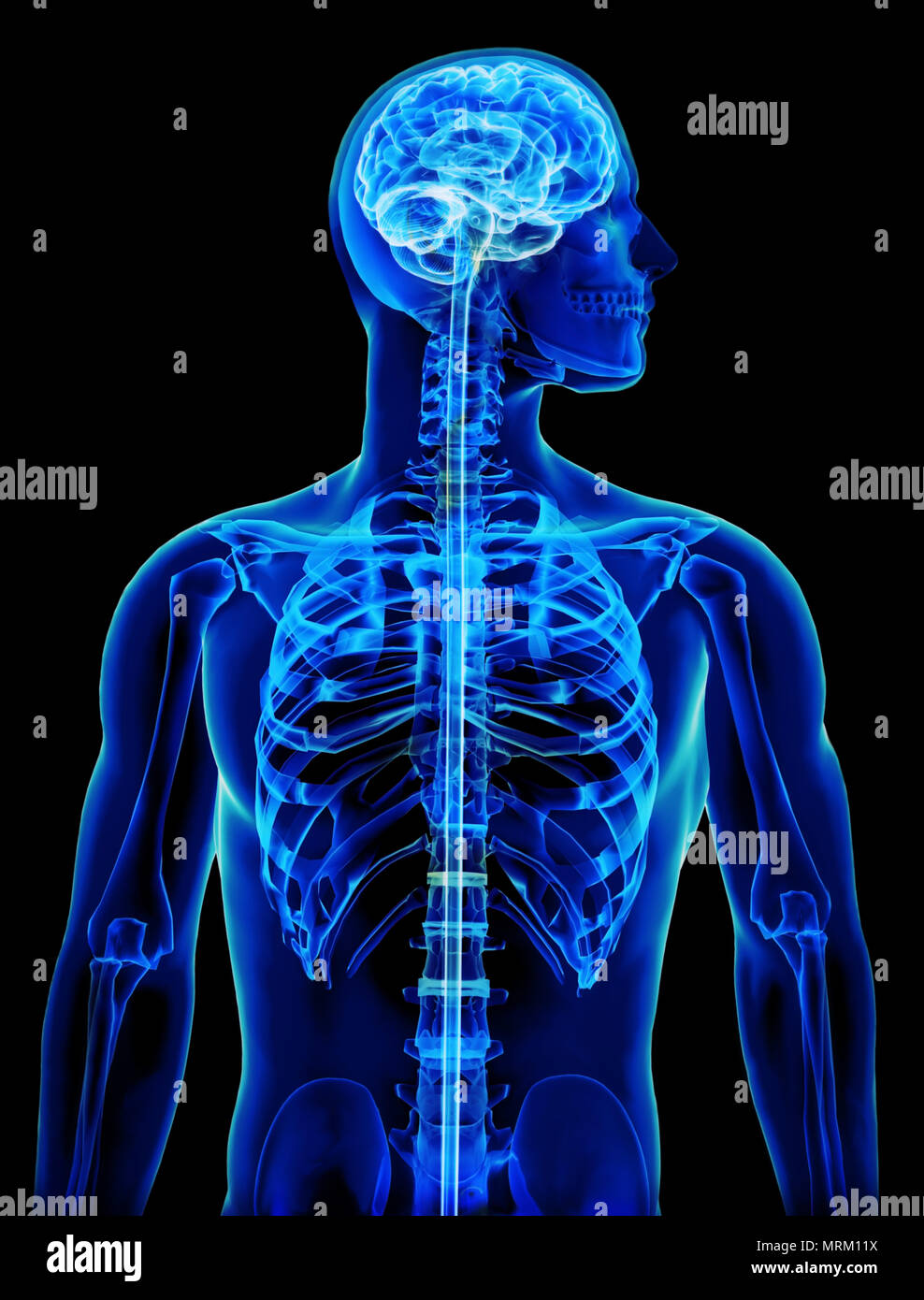 Xray of spinal cord hi-res stock photography and images - Alamy