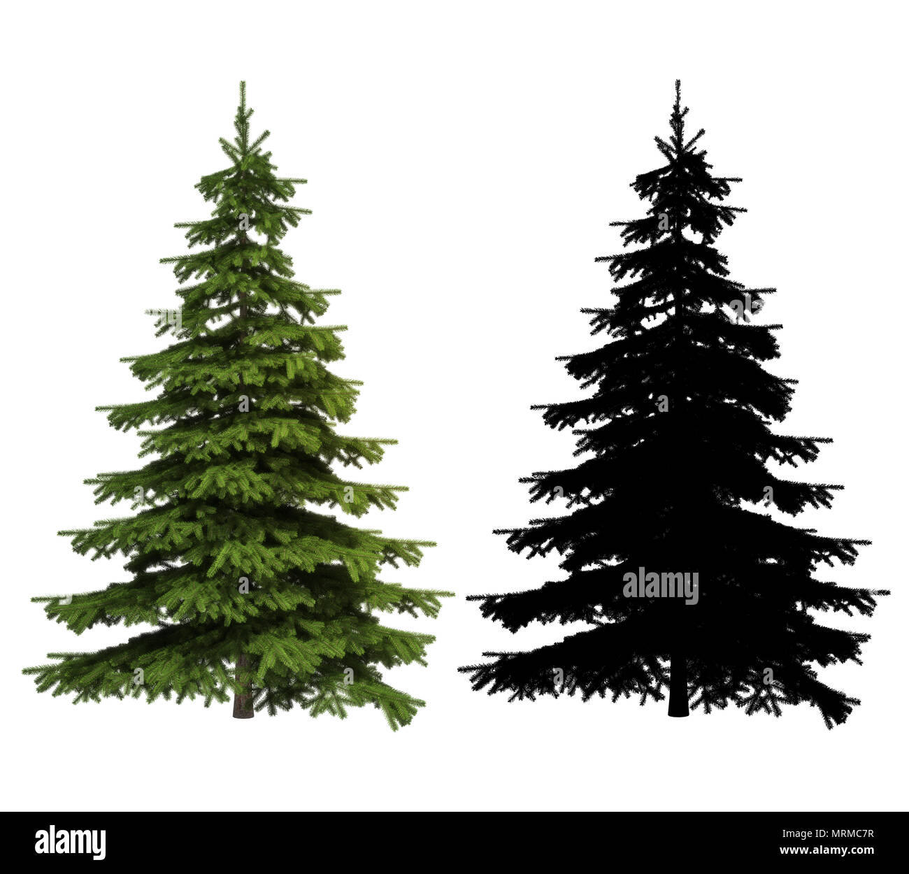 Ultra detailed Picea spruce tree with silhouette included, isolated on a white background Stock Photo