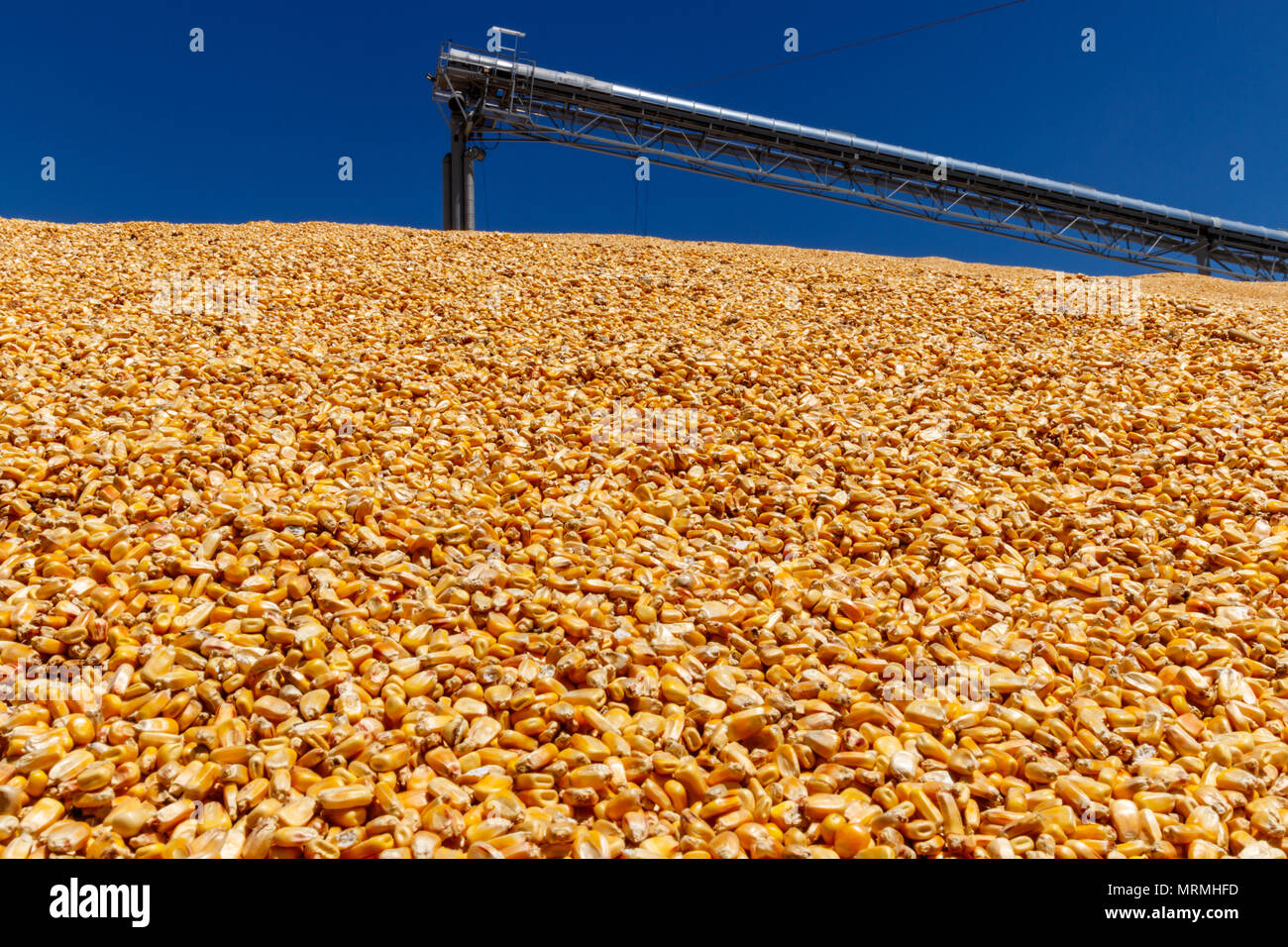 Corn and Grain Handling or Harvesting Terminal. Corn Can be Used for Food, Feed or Ethanol IV Stock Photo