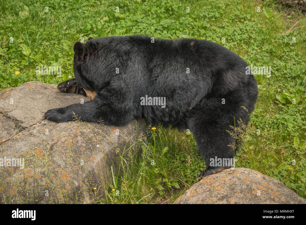 American Black Bear in North Carolina's Blue Ridge Mountains Stock Photo