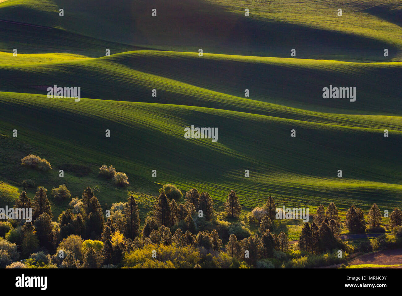 Hills and trees in foreground from Steptoe Butte, Palouse Stock Photo
