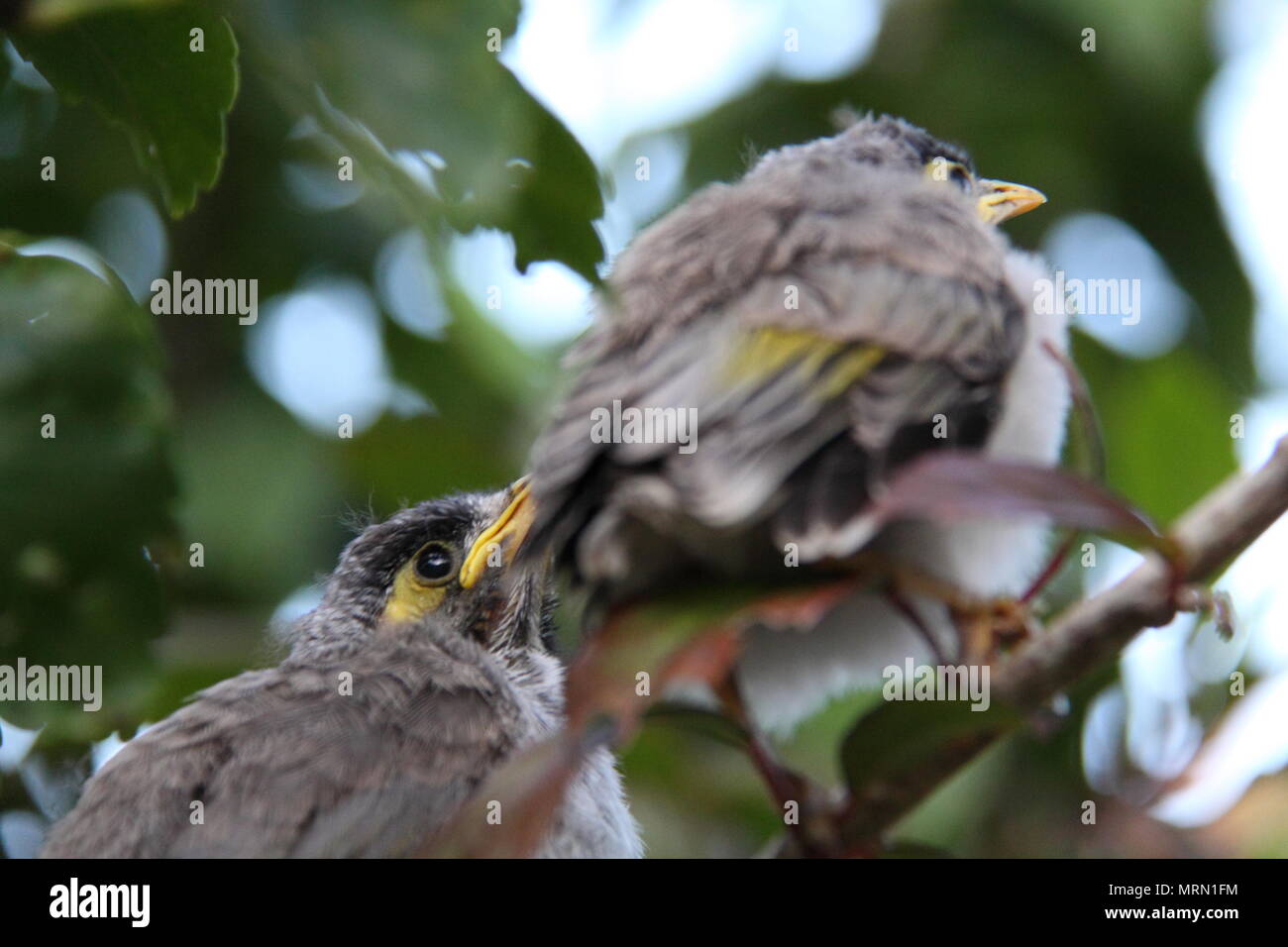Noisy Miner Chicks on Hibiscus Branch (Manorina Melanocephala) Stock Photo