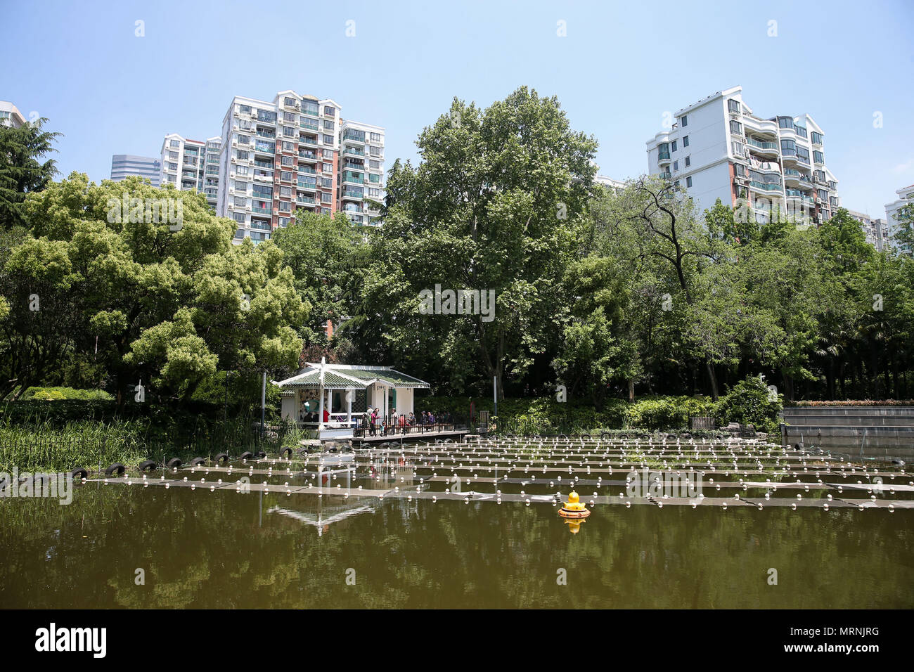 Shanghai. 25th Apr, 2018. A lake suffered excessive organics caused by the accumulation of fallen leaves is to be cleaned by being covered with the composite material at a park in east China's Shanghai, April 25, 2018. A new composite material developed by a group of Chinese researchers has proved highly effective in cleaning water contaminated by organics. Credit: Ding Ting/Xinhua/Alamy Live News Stock Photo