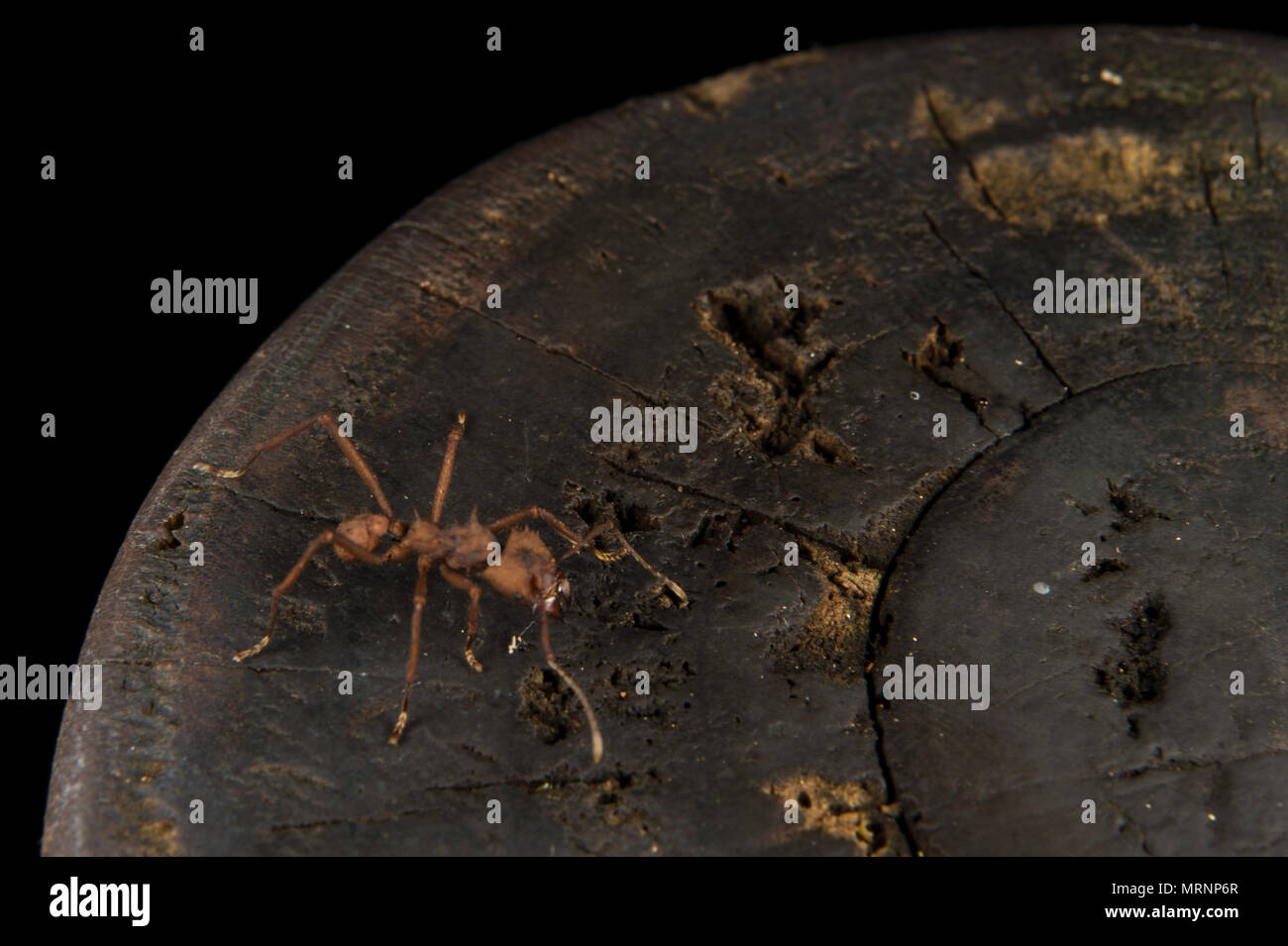 Leaf-cutter ant, Atta sp., Formicidae, Carara National Park, Costa Rica Stock Photo