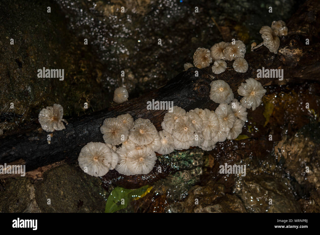 Pleated Inkcap, mushroom, Parasola plicatilis, Psathyrellaceae, Corcovado National Park, Costa Rica, Centroamerica Stock Photo