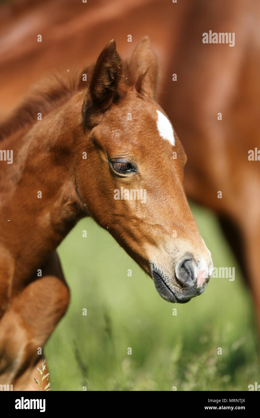 Newborn filly hi-res stock photography and images - Alamy