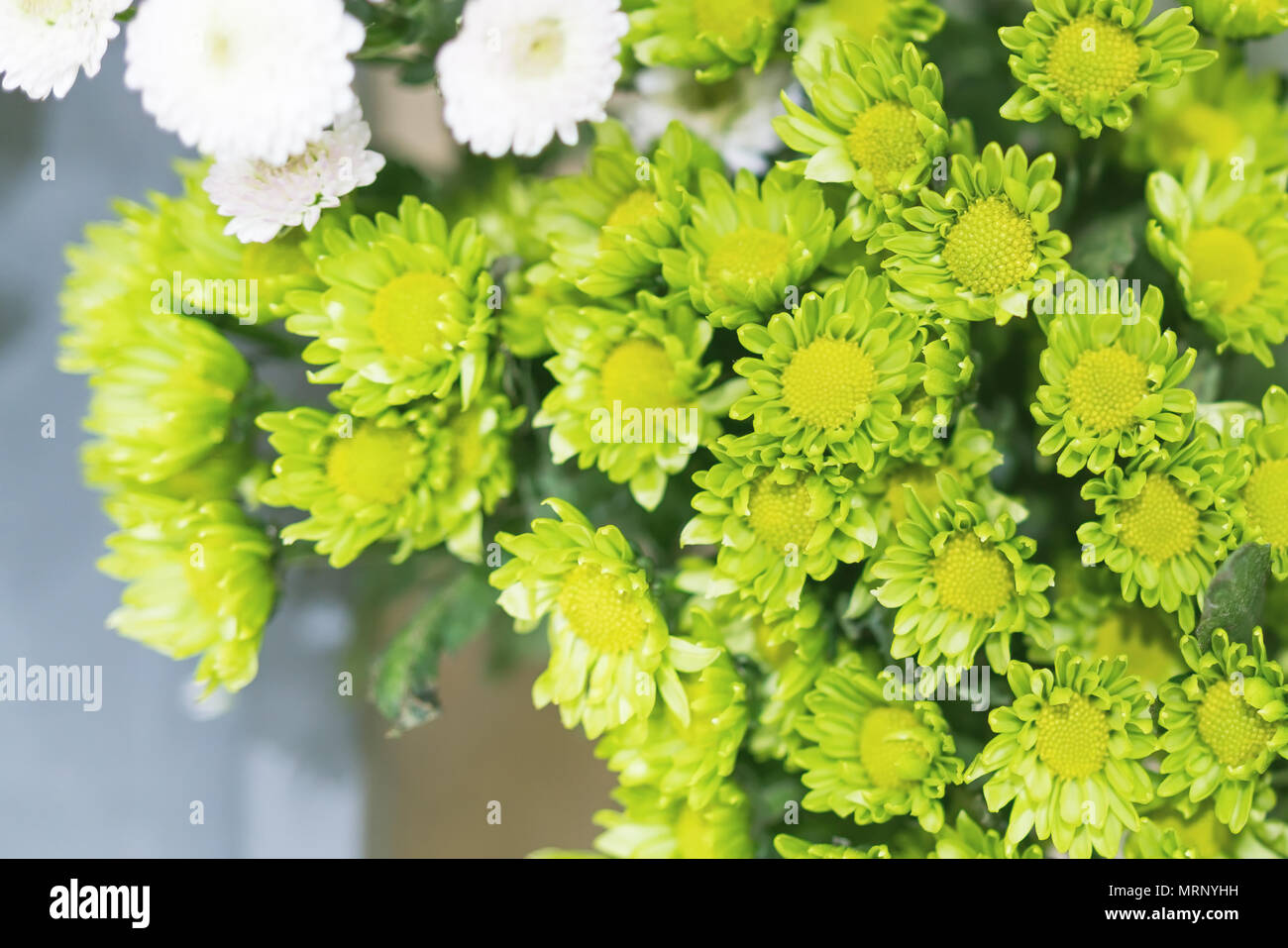 small green flower closeup, background, and texture Stock Photo