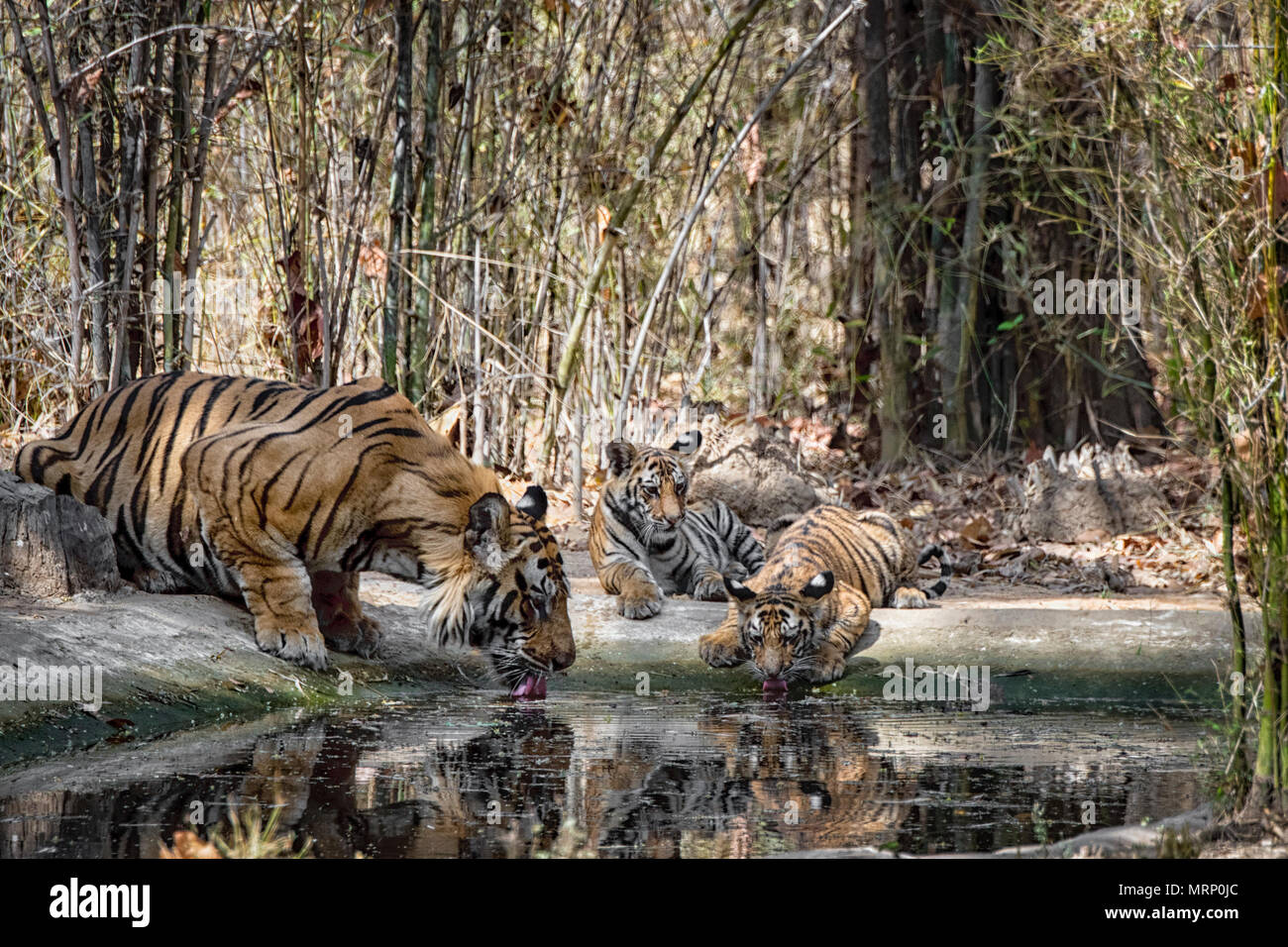 Two cute little two month old Bengal Tiger Cubs, Panthera tigris tigris, and their adult male father drinking, Bandhavgarh Tiger Reserve, India Stock Photo