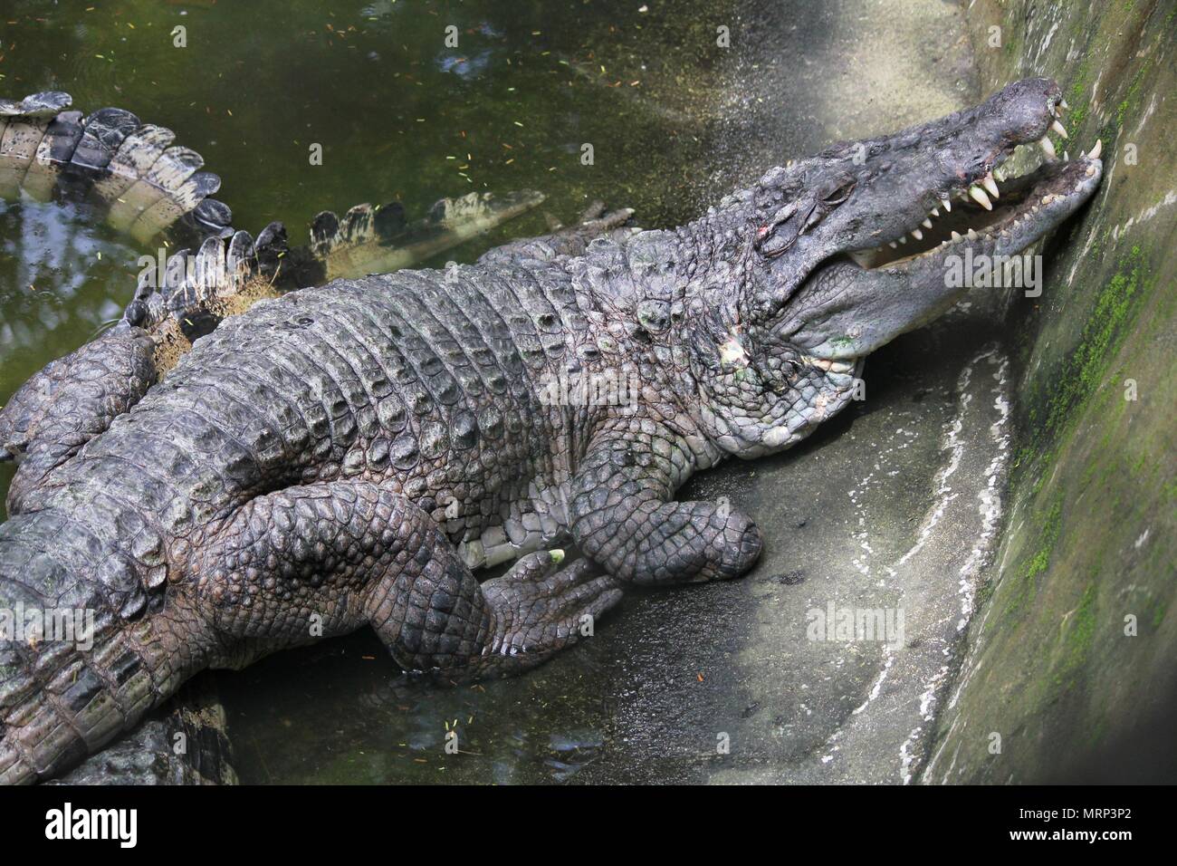 A crocodile suns itself by the mossy concrete wall of its pen Stock Photo